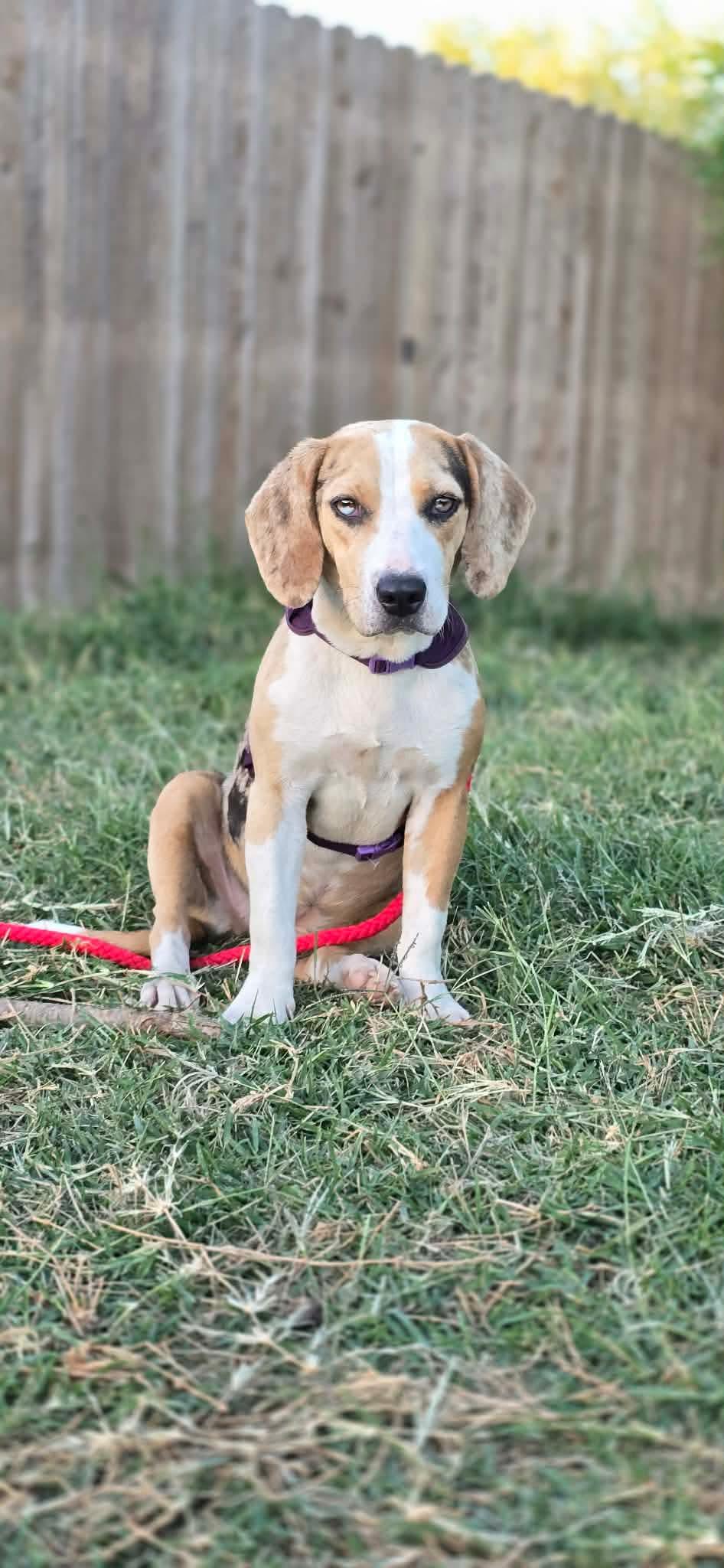 Enlarge Kit, a ADOPTABLE mixed breed in Boise, ID image 2/4