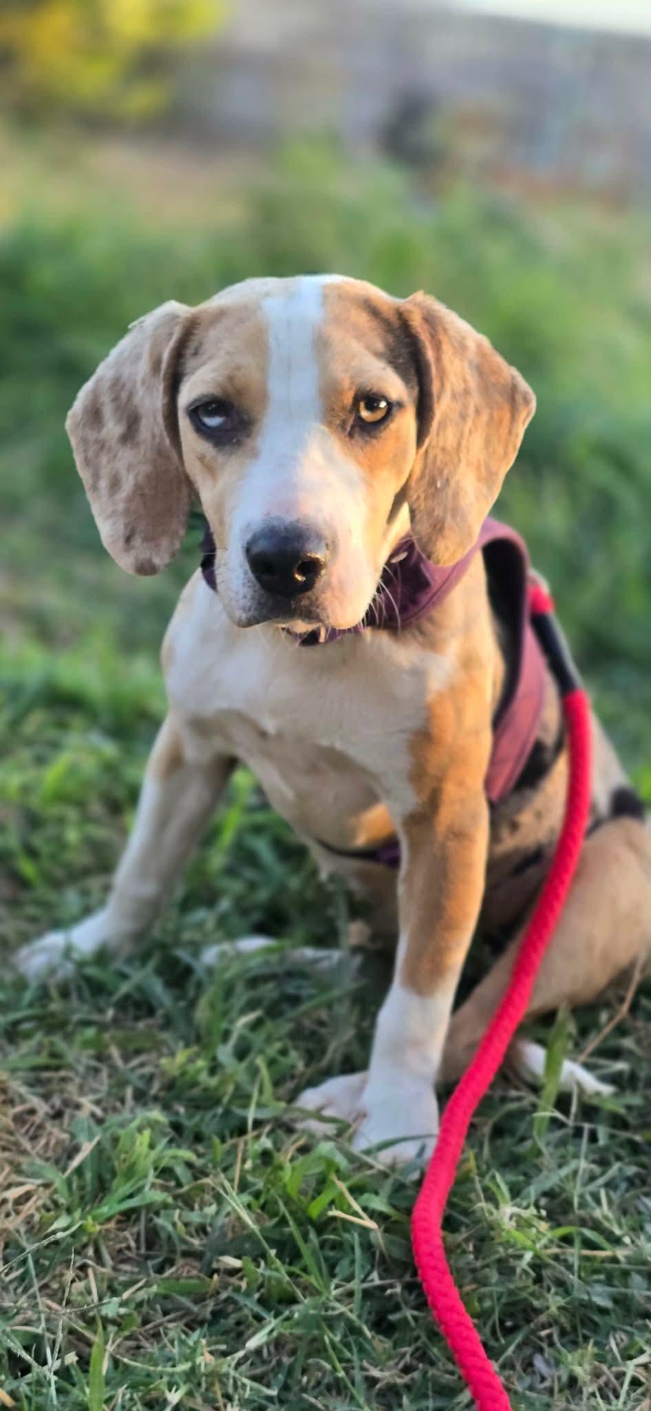 Kit, ADOPTABLE, Adult Female Beagle & Catahoula Leopard Dog.
