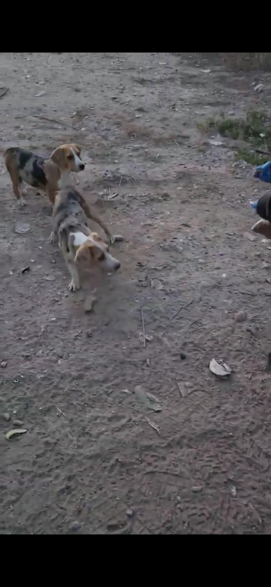 Enlarge Kit, a ADOPTABLE mixed breed in Boise, ID image 3/4