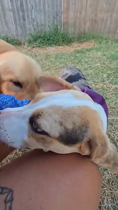 Enlarge Kit, a ADOPTABLE mixed breed in Boise, ID video 4/4