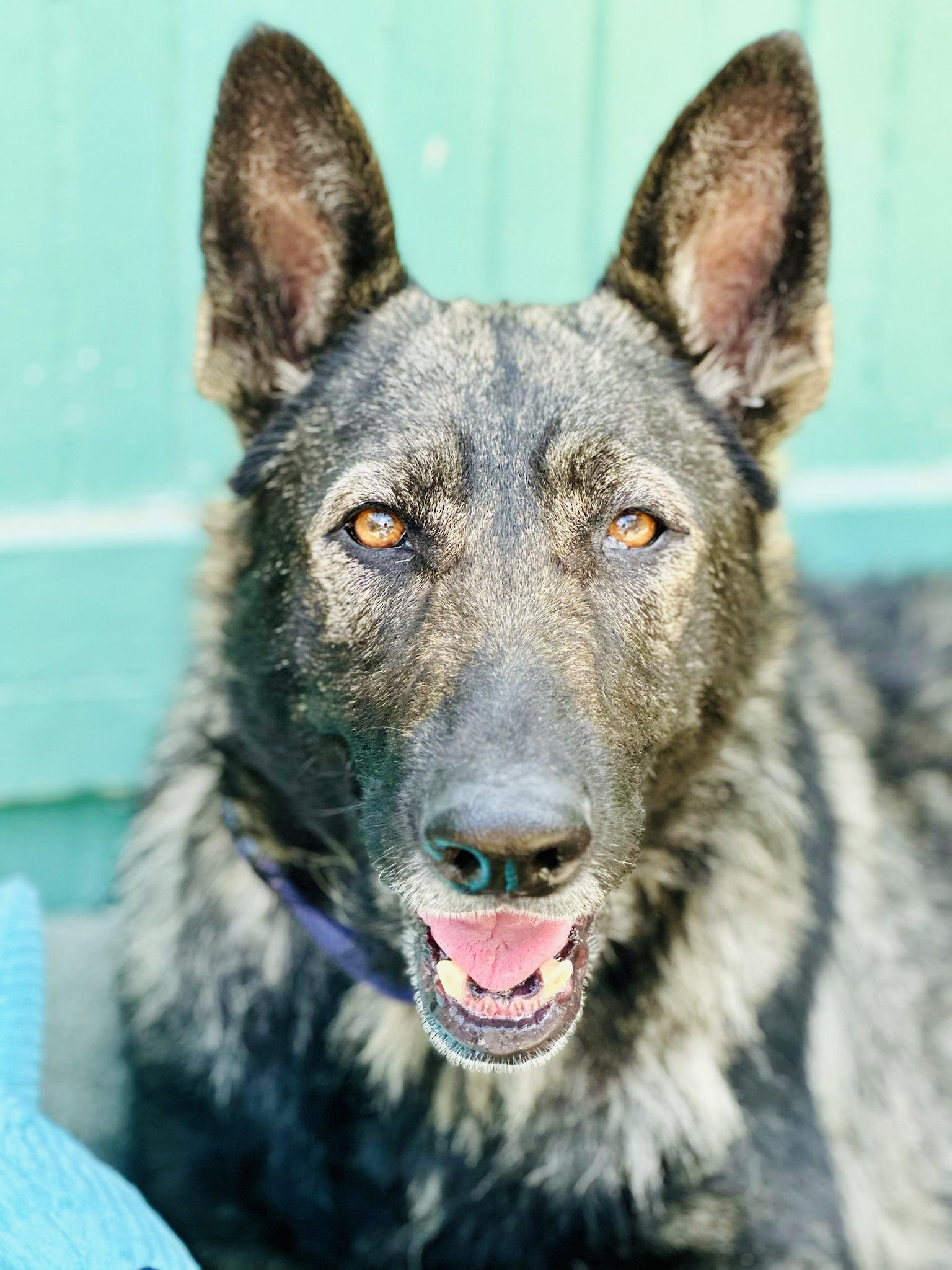 Amber, Adopted, Adult Female Dutch Shepherd.