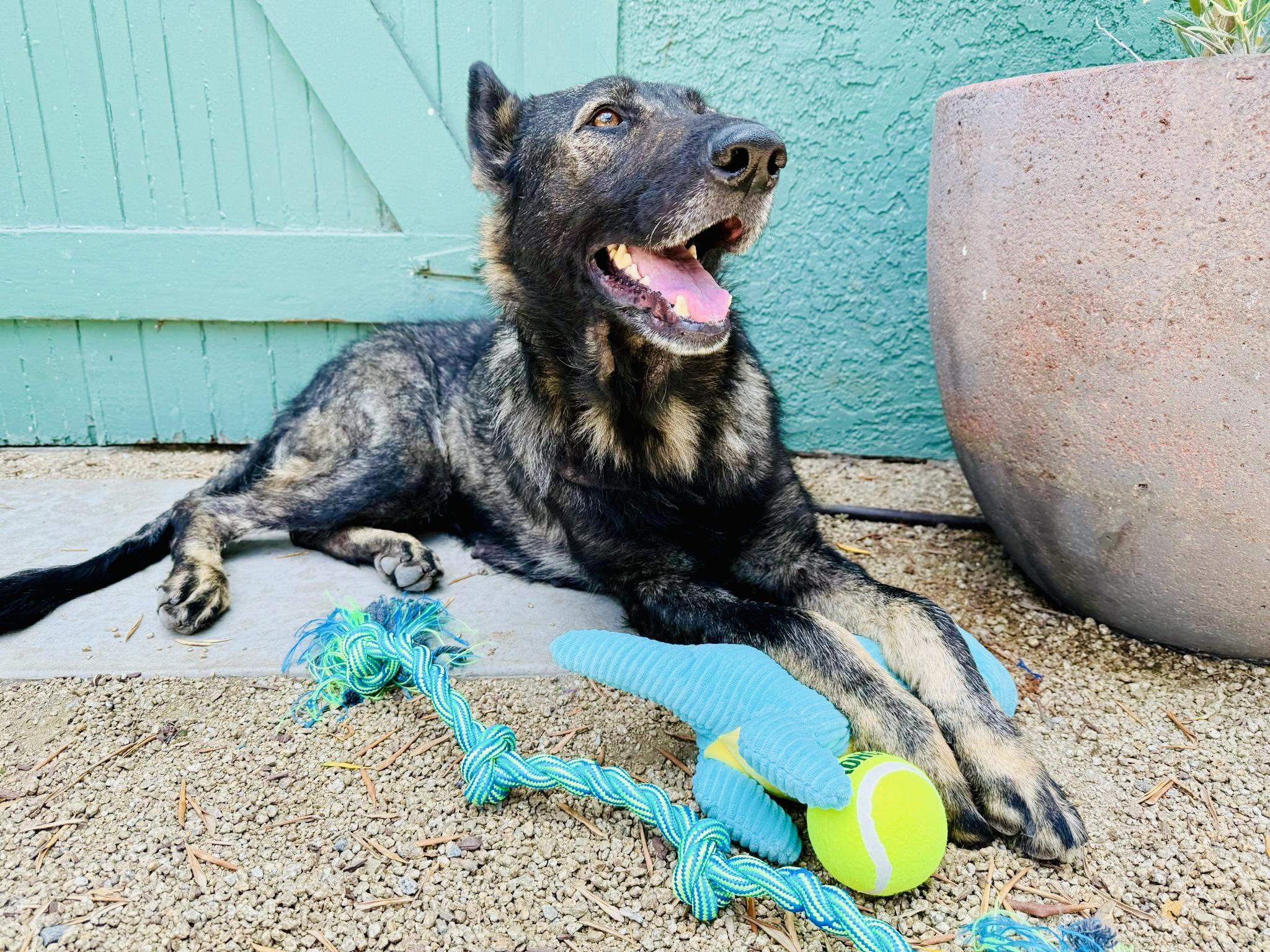 Enlarge Amber, a Adopted mixed breed in Toluca Lake, CA image 2/4