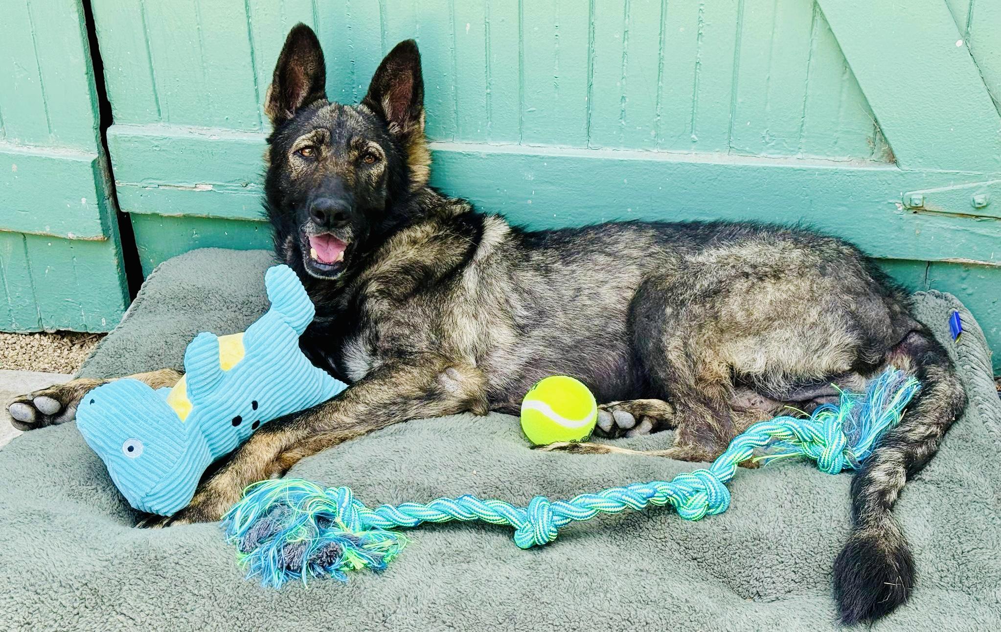 Enlarge Amber, a Adopted mixed breed in Toluca Lake, CA image 3/4