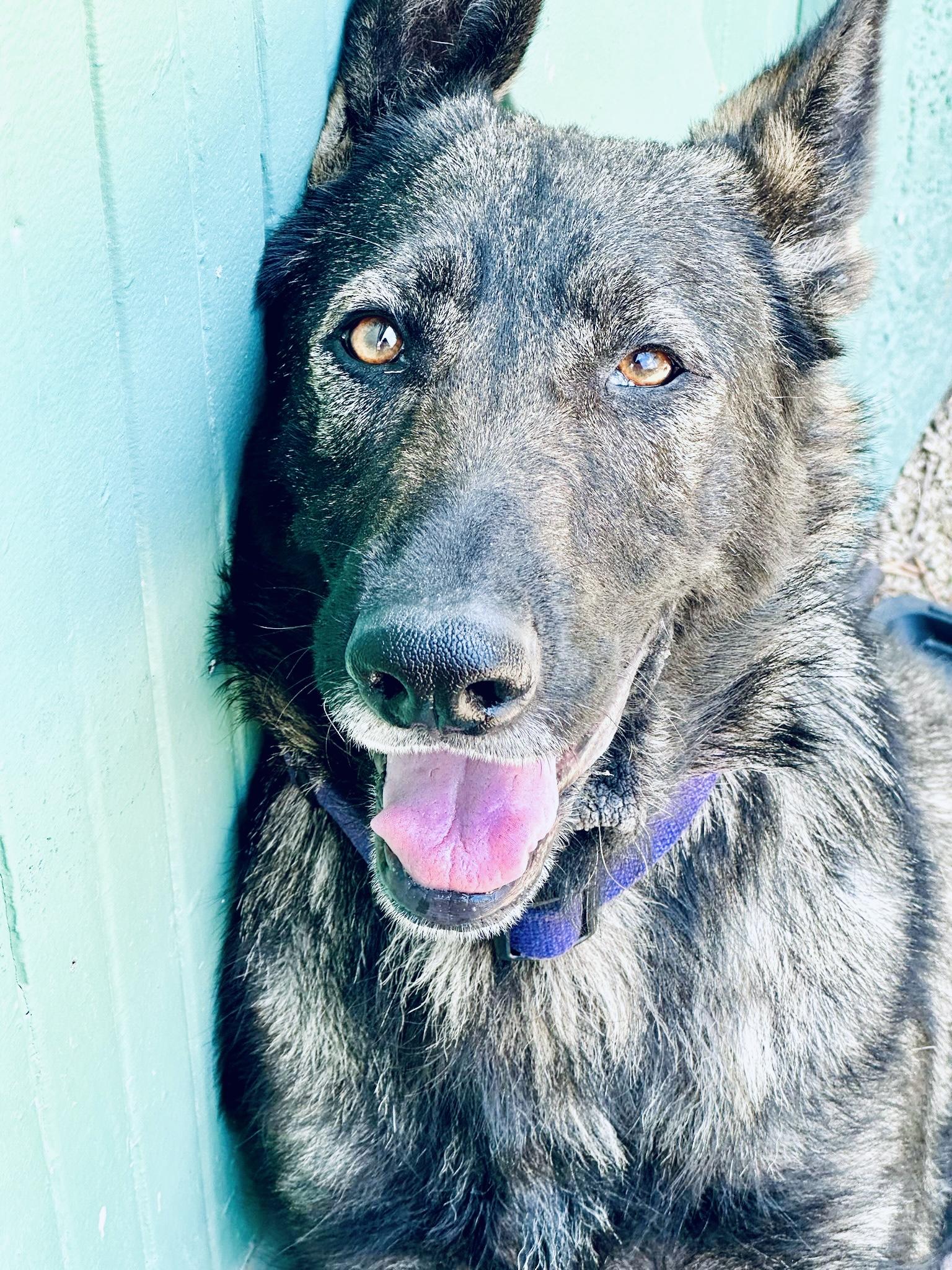 Enlarge Amber, a Adopted mixed breed in Toluca Lake, CA image 4/4