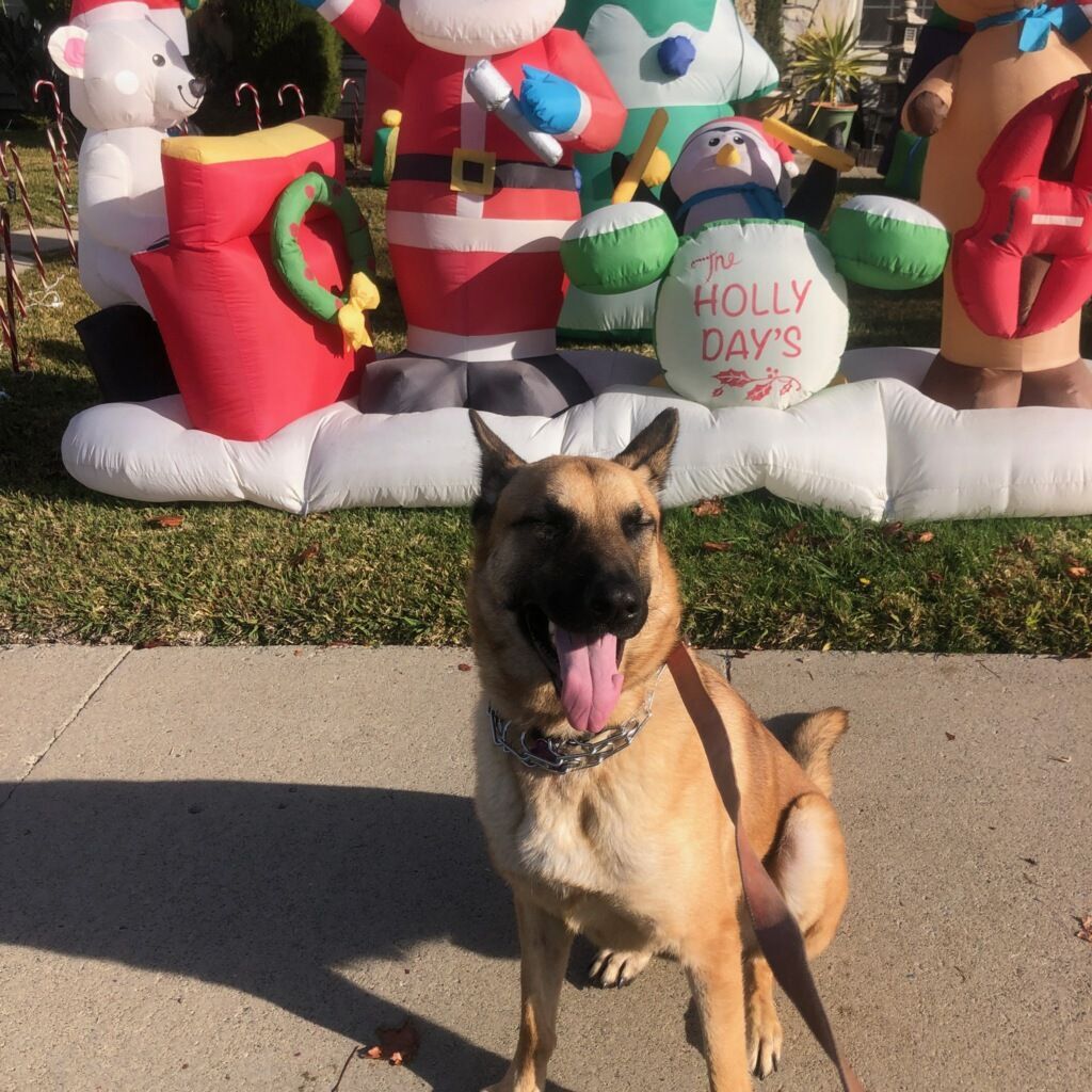 Sir Tucker Pupper part 4, Young Male Belgian Shepherd / Malinois