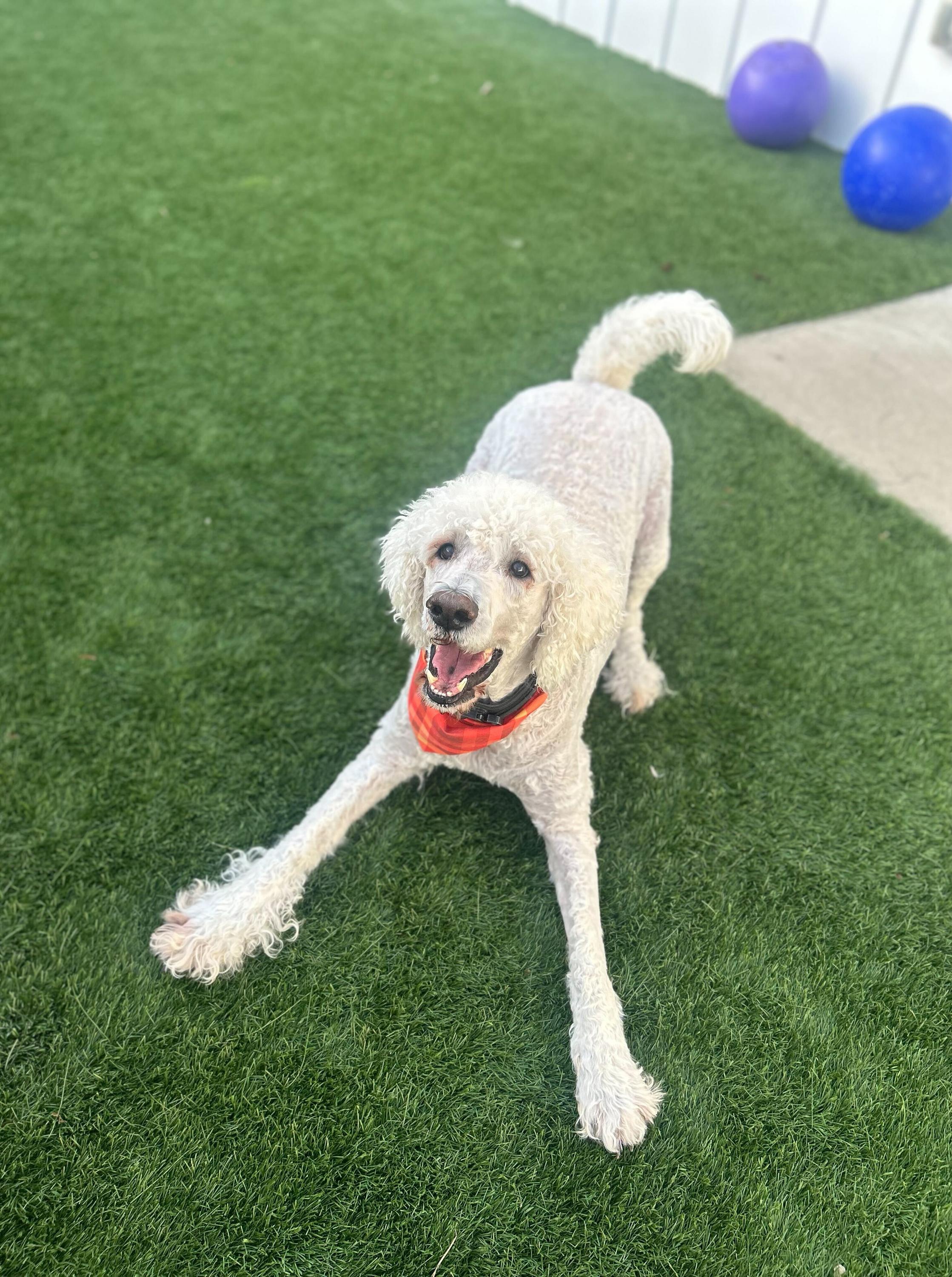 Enlarge Chad , a ADOPTABLE mixed breed in O'Fallon, MO image 1/1