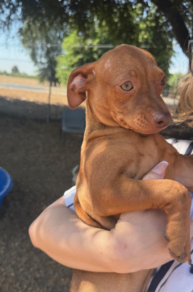 Cash, Adopted, Puppy Male Miniature Pinscher & Terrier.