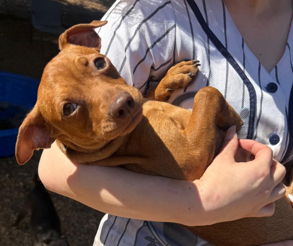 Cash, a Adopted mixed breed in Lemoore, CA image 2/3