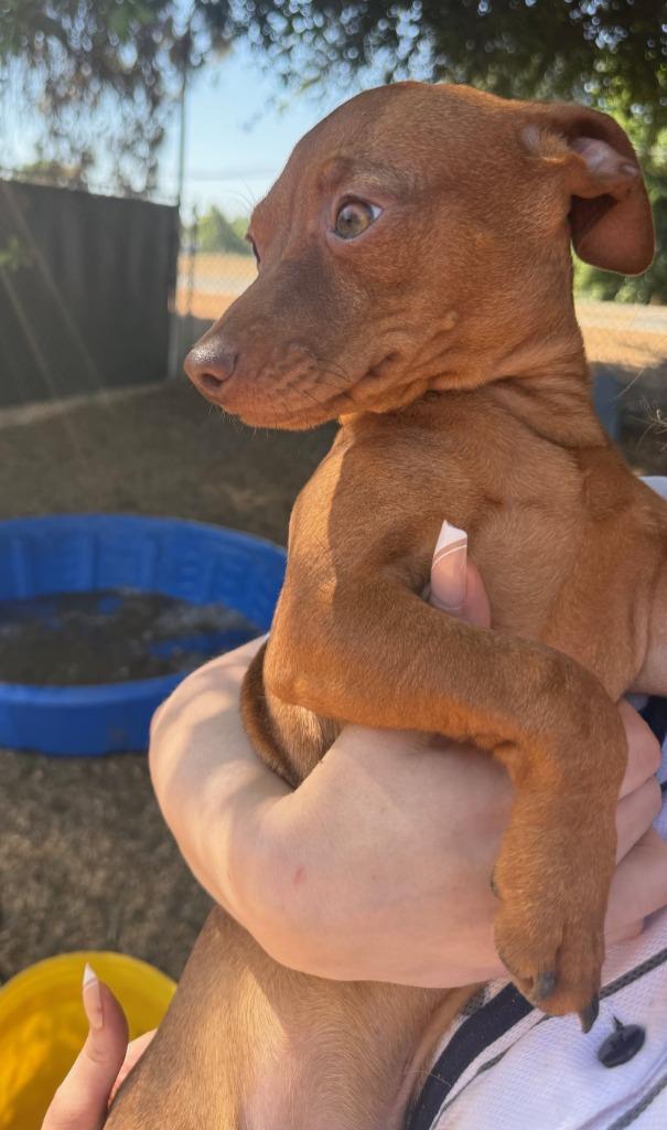 Cash, a Adopted mixed breed in Lemoore, CA image 3/3