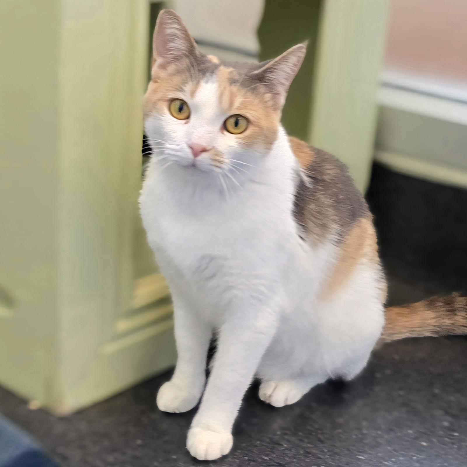 Enlarge Patches, a Adoptable mixed breed in Burlingame, CA image 1/3