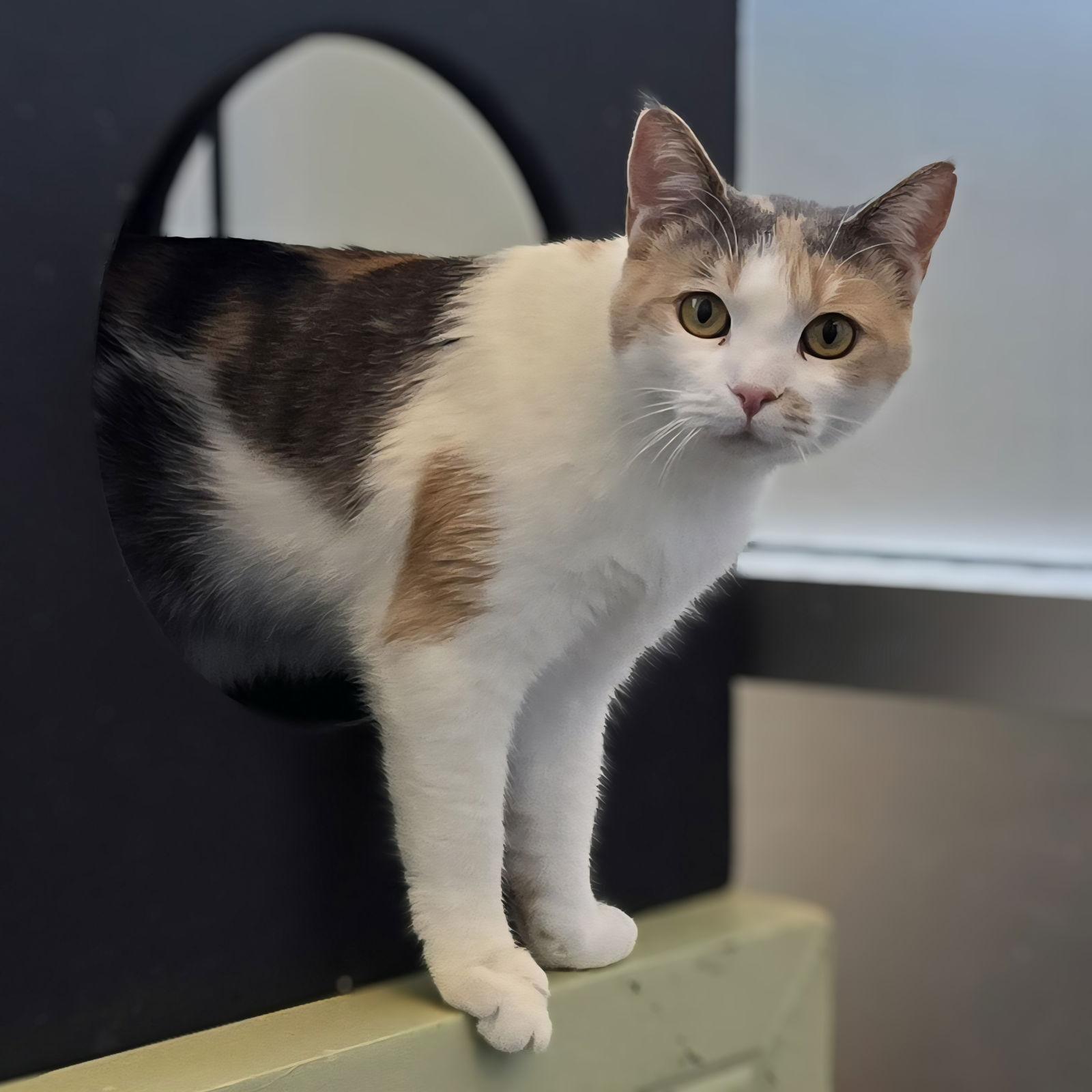 Enlarge Patches, a Adoptable mixed breed in Burlingame, CA image 2/3