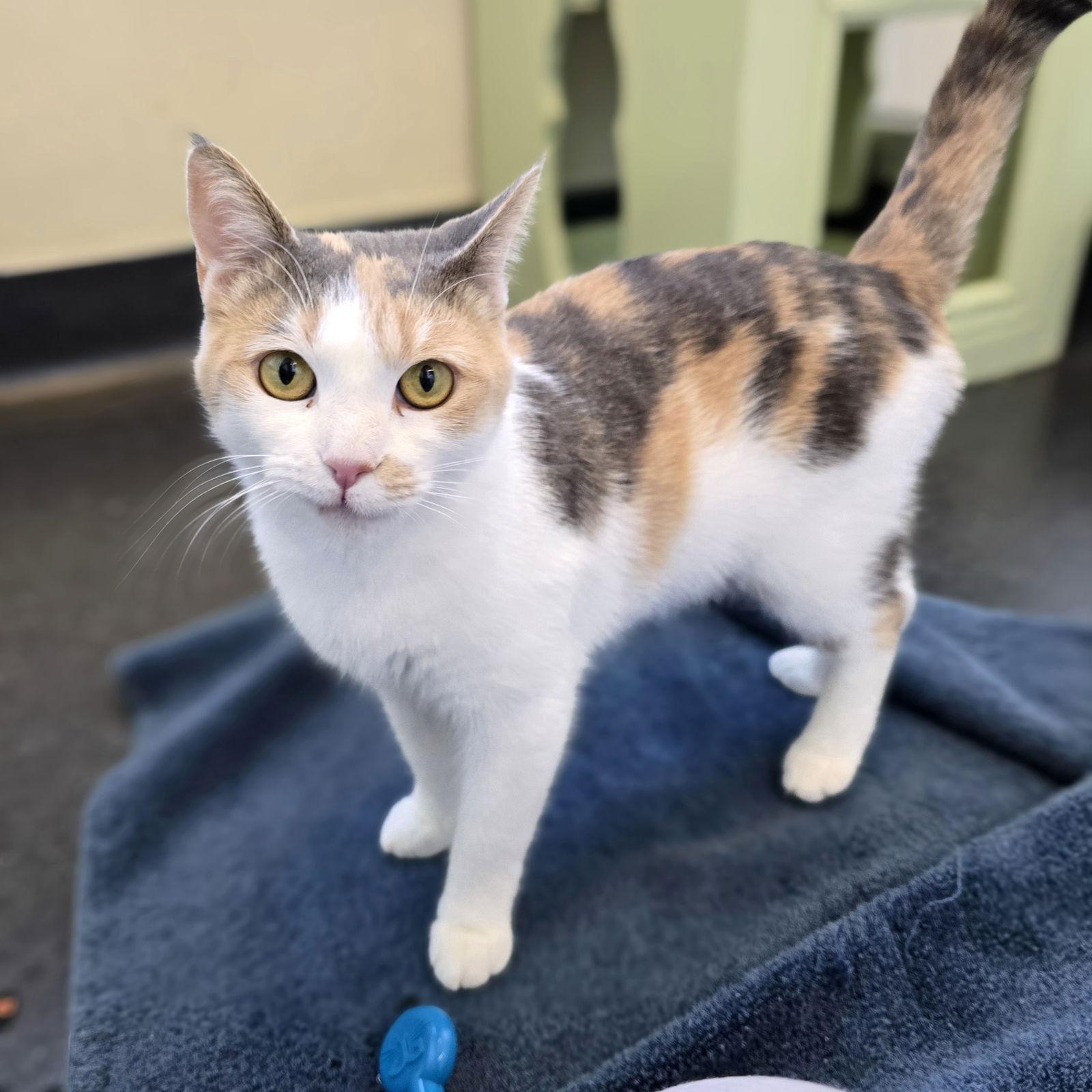 Enlarge Patches, a Adoptable mixed breed in Burlingame, CA image 3/3