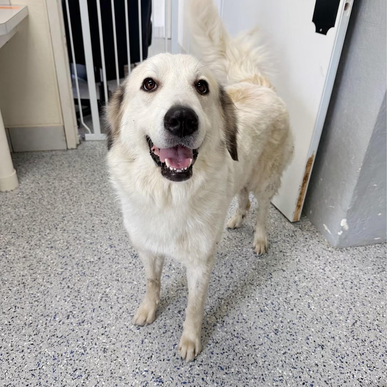 Simone, Adoptable, Young Female Great Pyrenees.