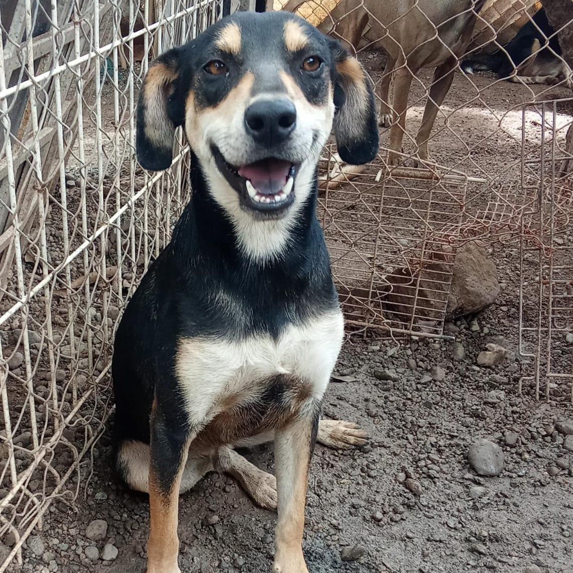 Gilligan, an adoptable Mixed Breed in Las Jarretaderas, NAY, 63735 | Photo Image 1