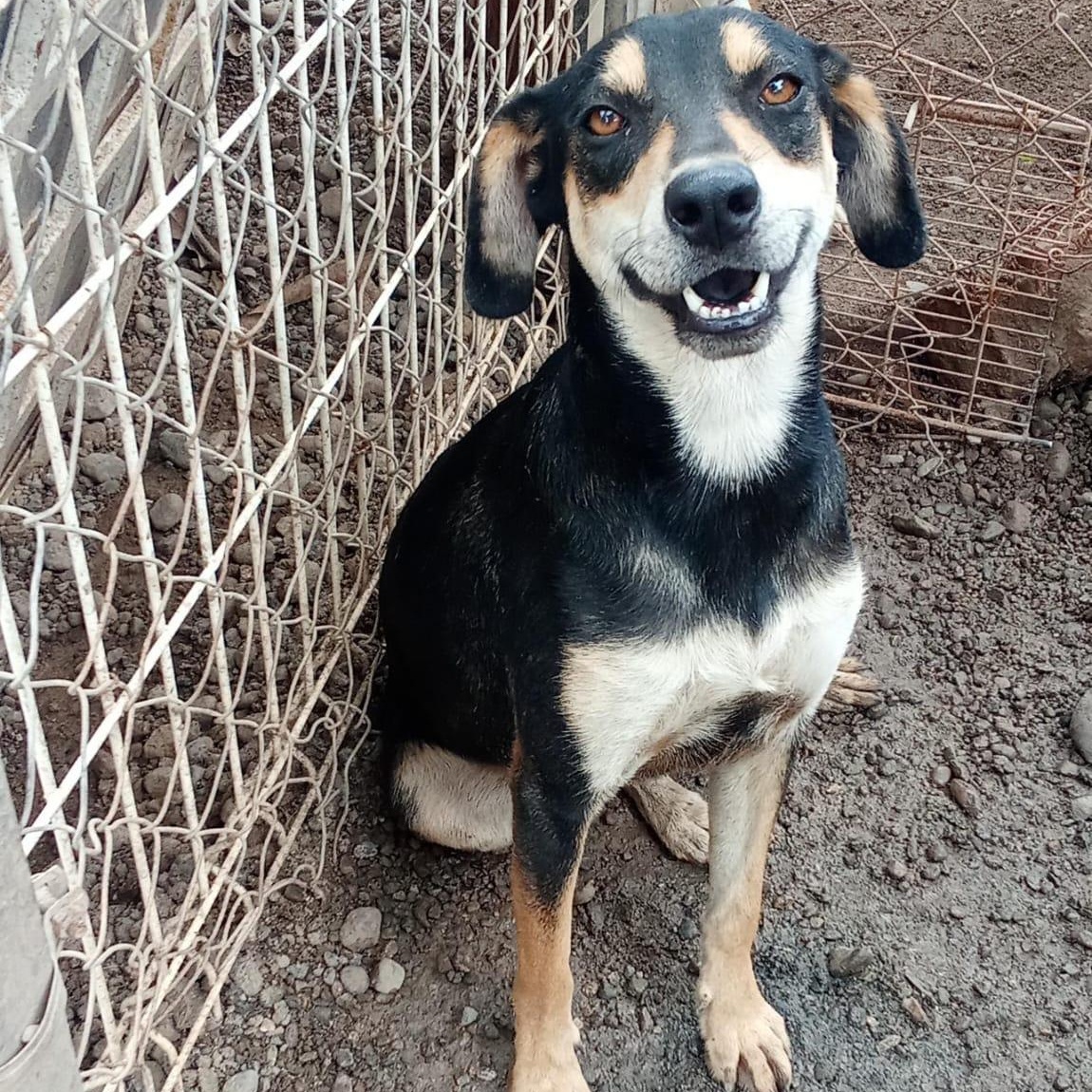 Gilligan, an adoptable Mixed Breed in Las Jarretaderas, NAY, 63735 | Photo Image 5