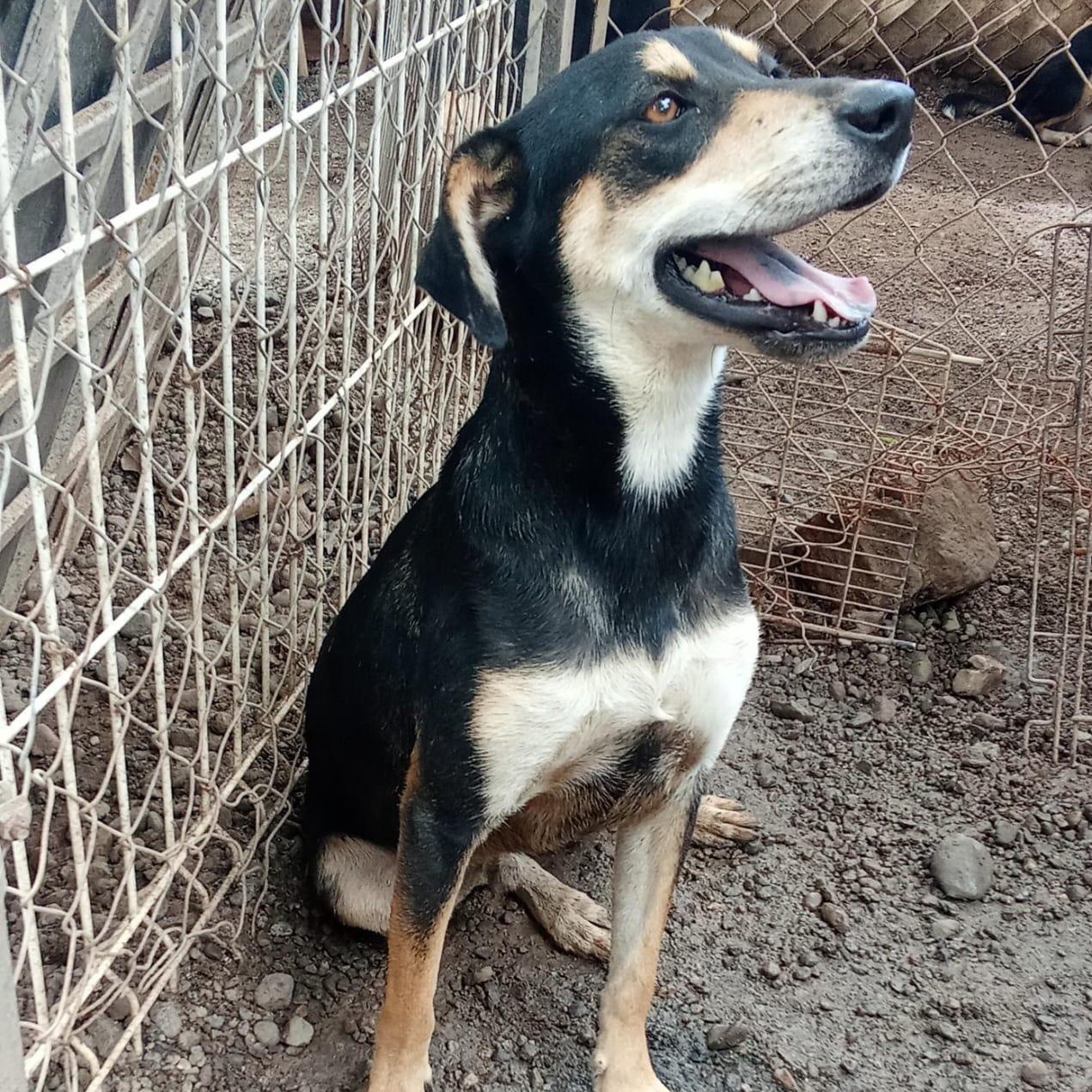 Gilligan, an adoptable Mixed Breed in Las Jarretaderas, NAY, 63735 | Photo Image 6