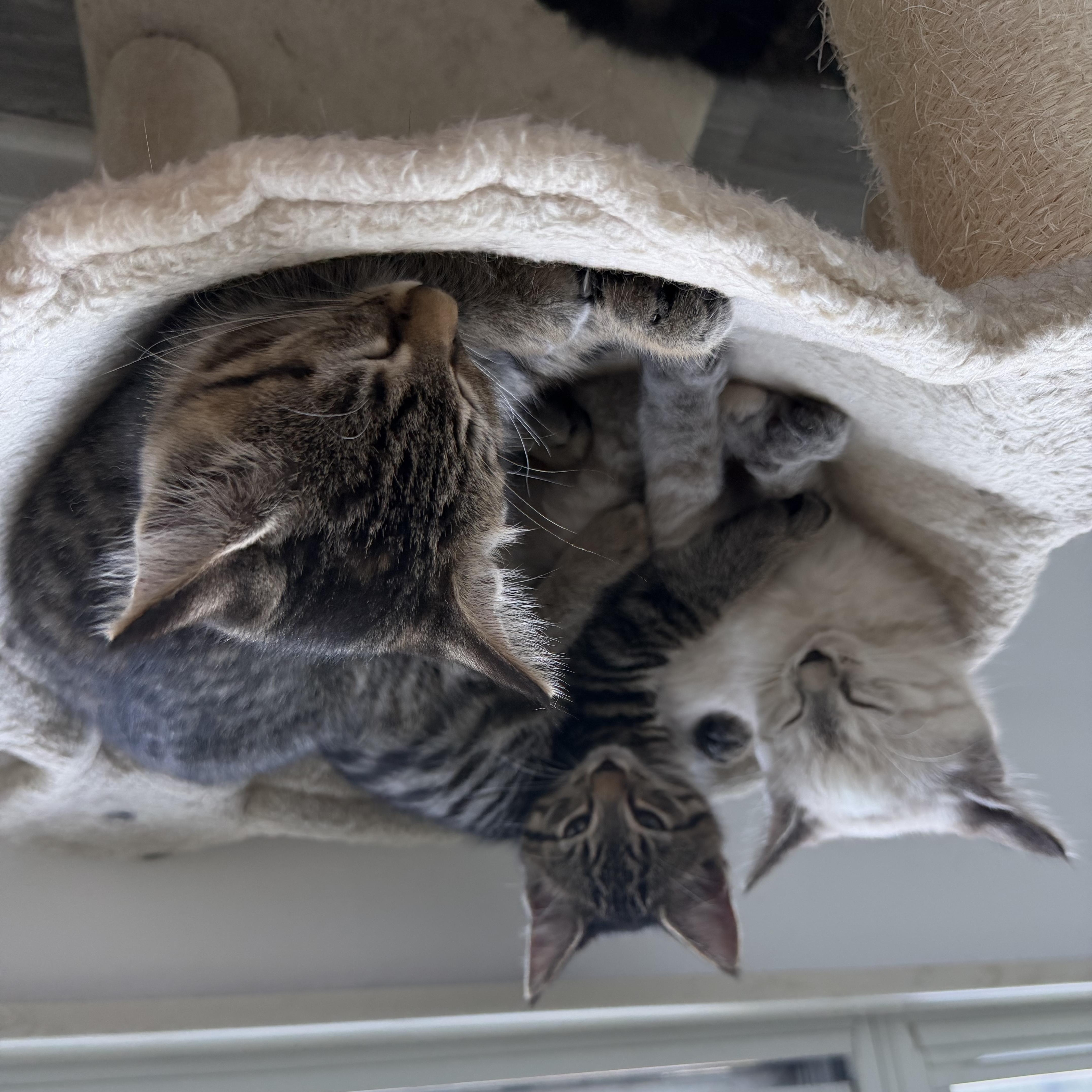 Enlarge Yeti, a Adoptable Domestic Short Hair in Columbus, OH image 4/6