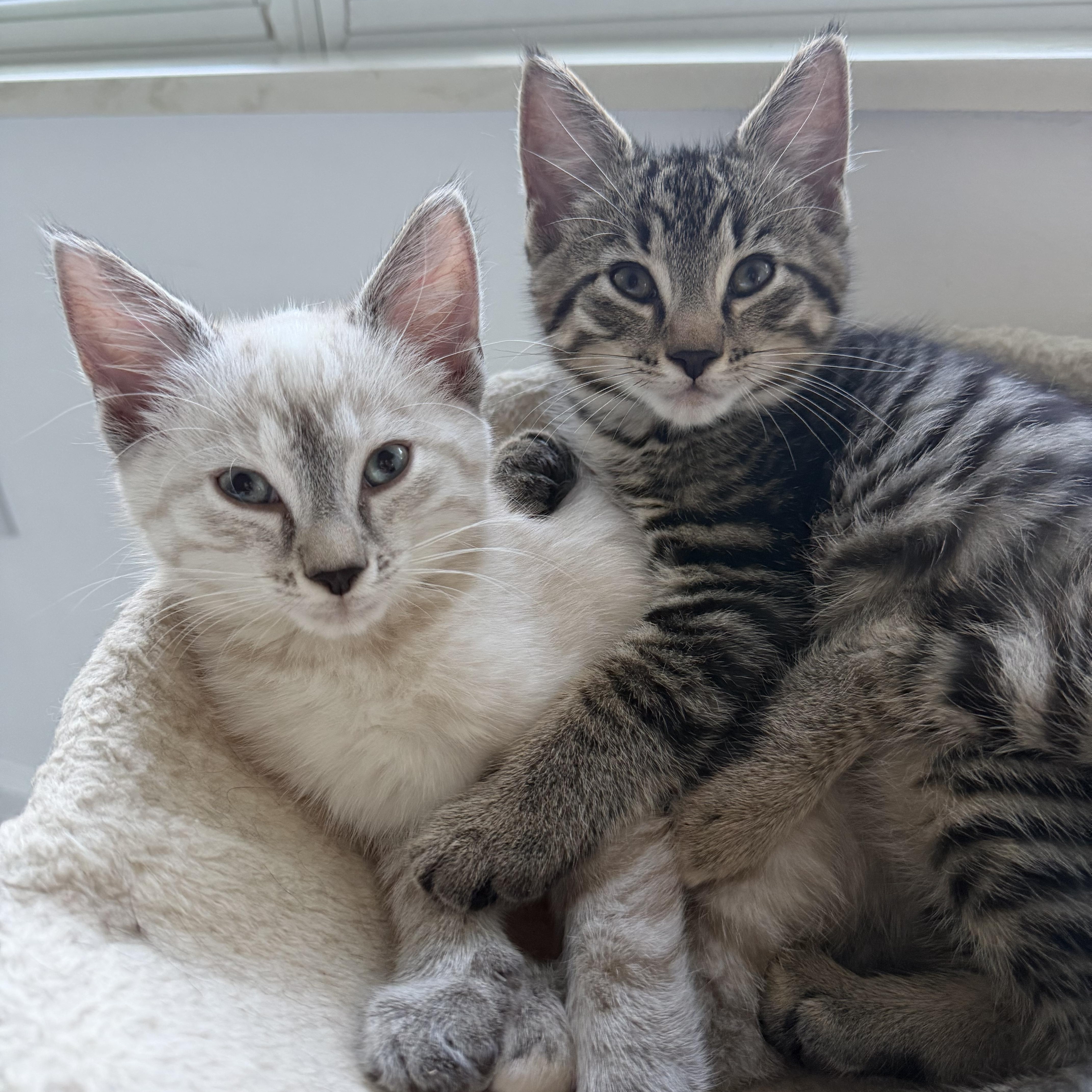 Yeti, Adoptable, Kitten Female Domestic Short Hair.