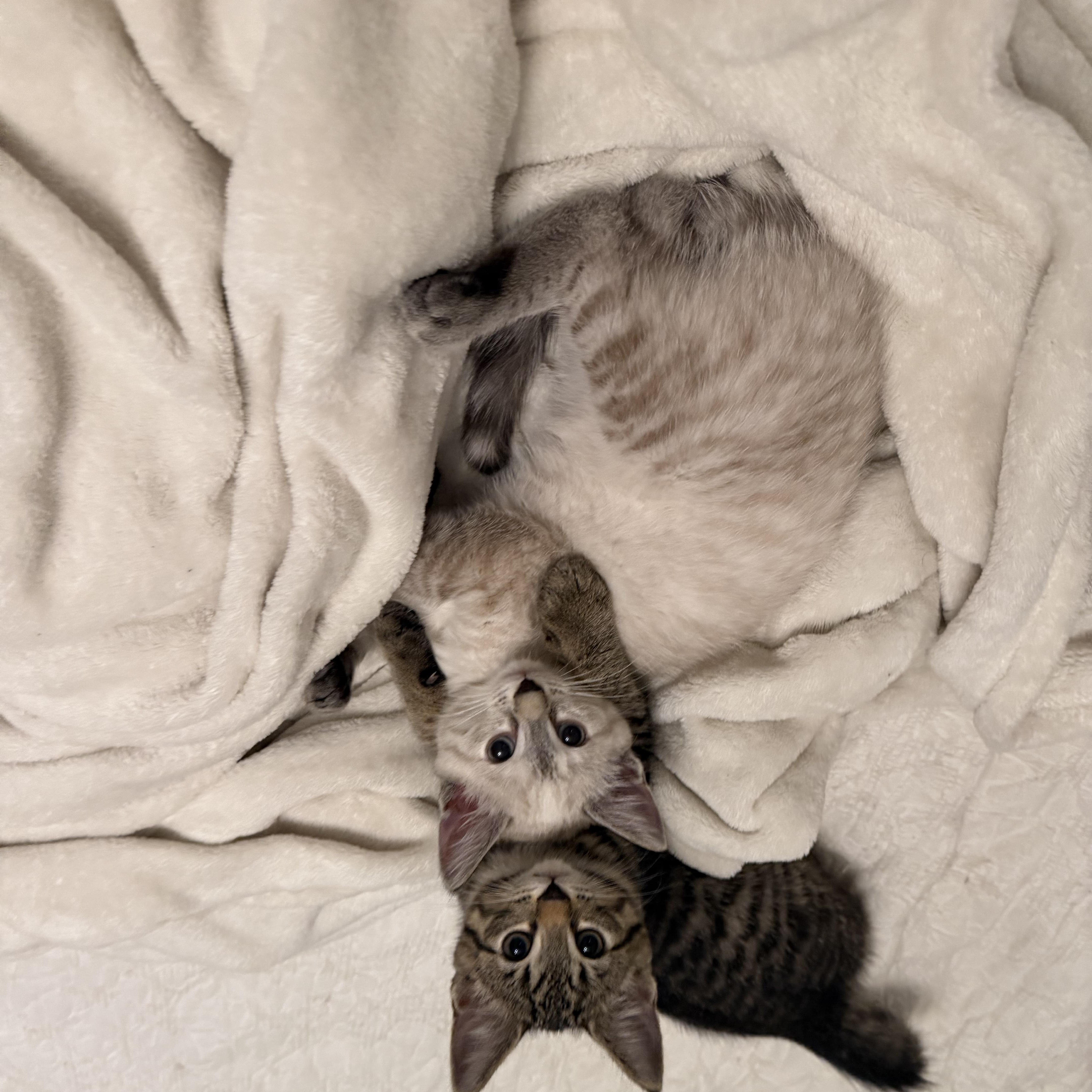 Enlarge Yeti, a Adoptable Domestic Short Hair in Columbus, OH image 5/6