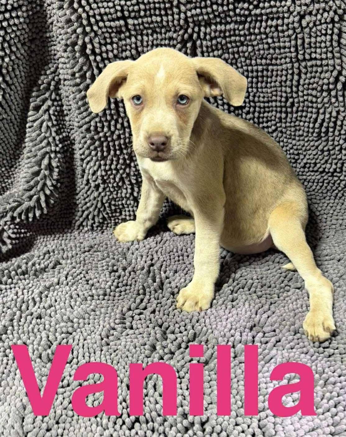 Vanilla