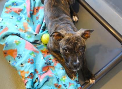 Stefan (in Foster), Adoptable, Puppy Male Mixed Breed & Mixed Breed.