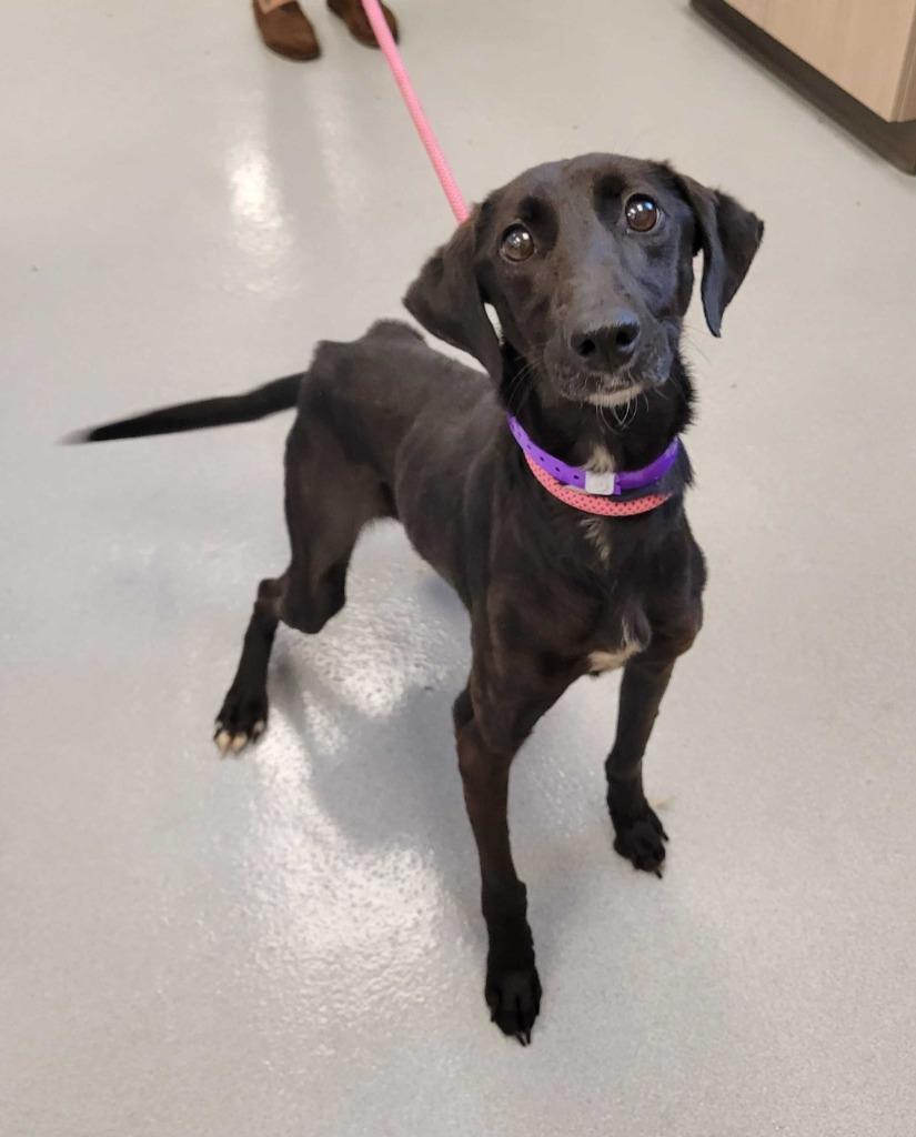 Elastigirl, Adoptable, Puppy Female Labrador Retriever & Beagle.
