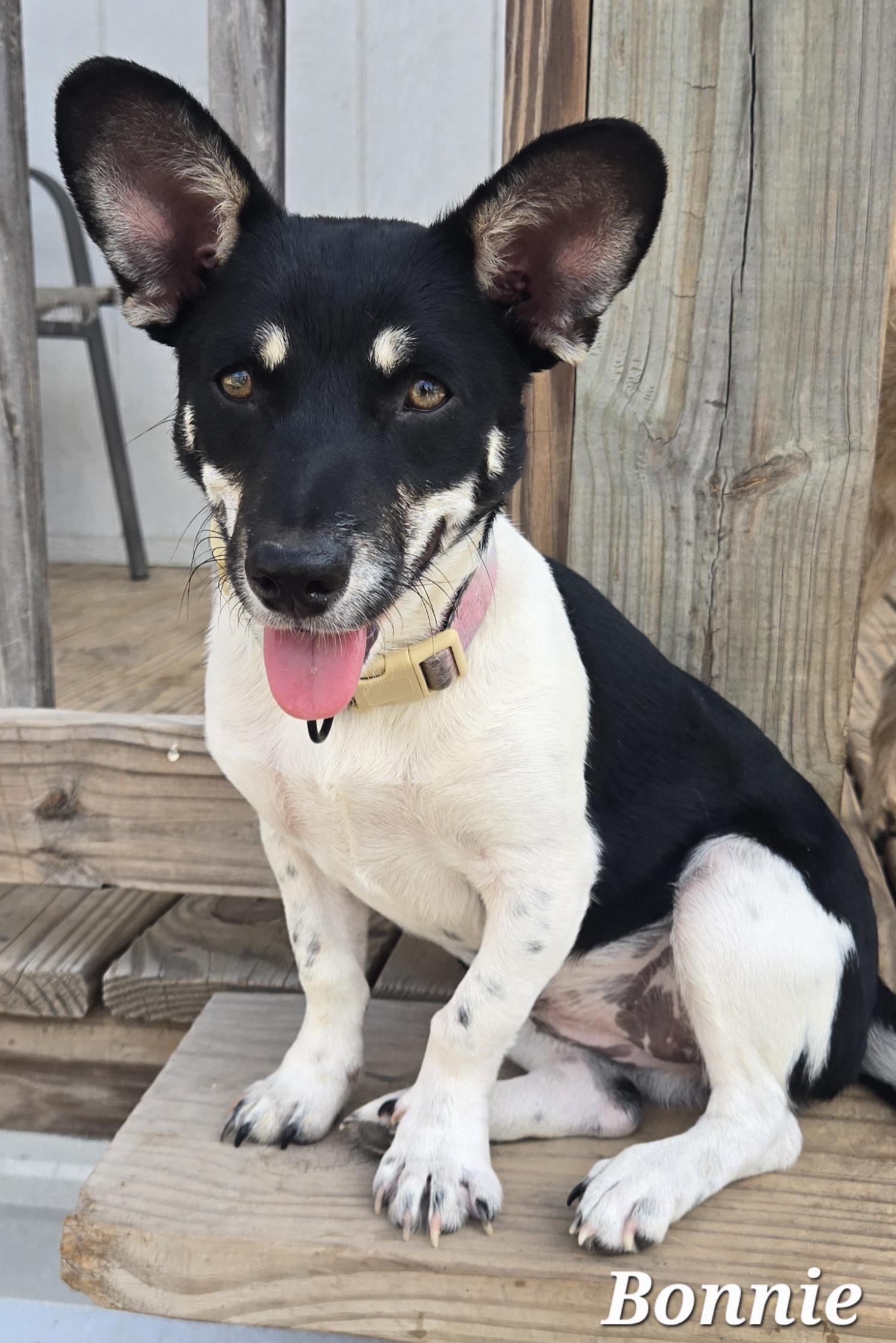 Bonnie, Adoptable, Puppy Female Chihuahua.