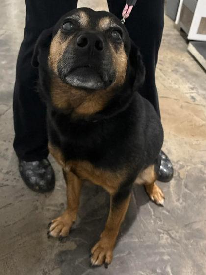 Tiny, adopted, Senior Female Mixed Breed.