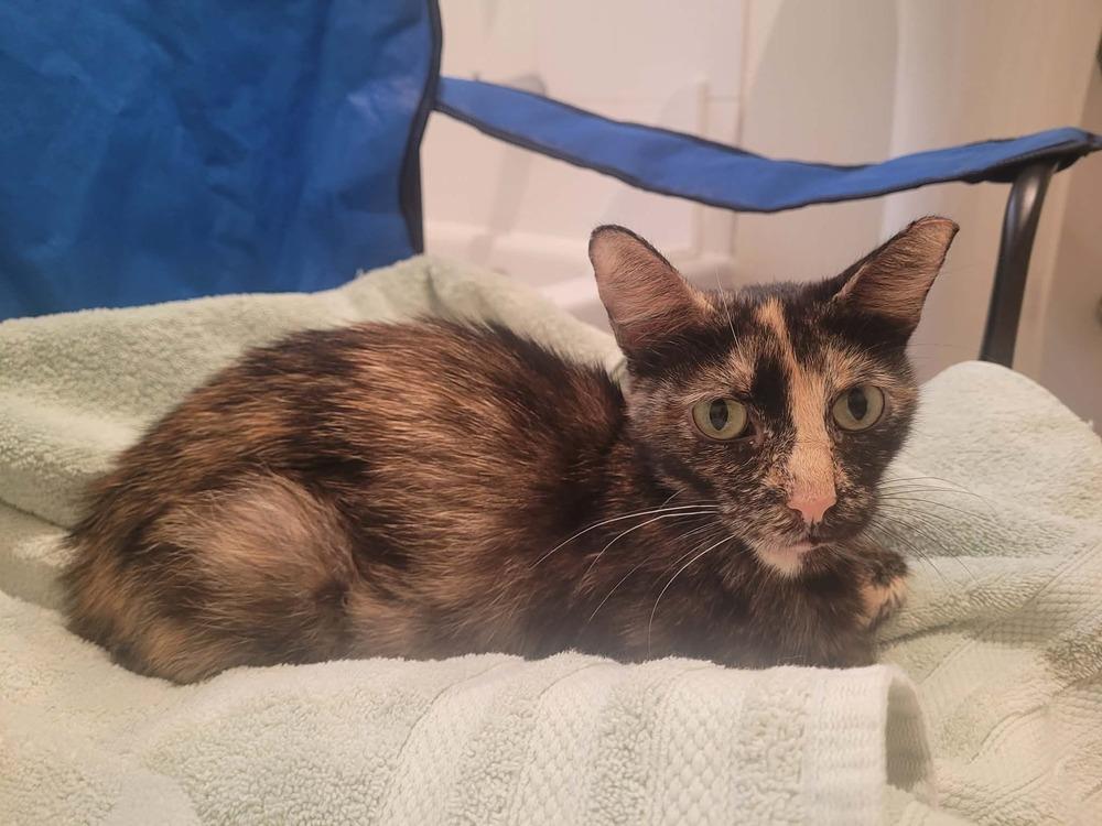 Enlarge Raelynn, a Adoptable Domestic Short Hair in Chicago, IL image 2/6