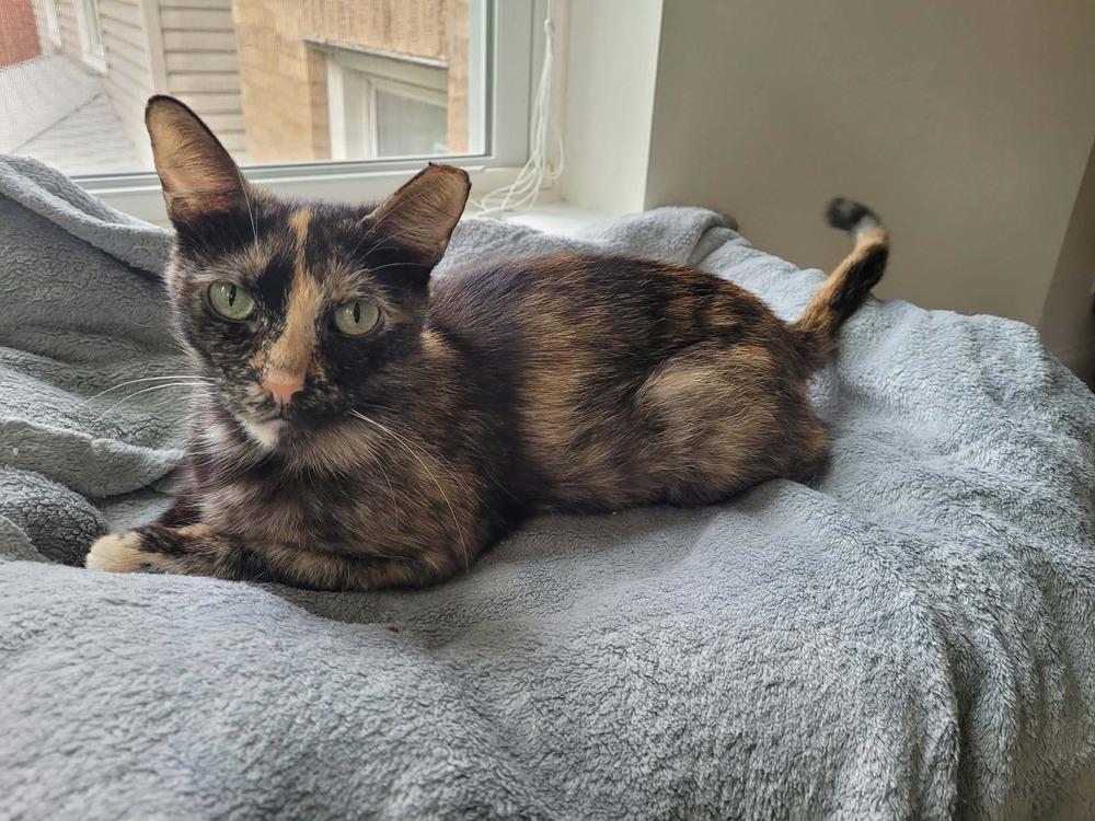 Enlarge Raelynn, a Adoptable Domestic Short Hair in Chicago, IL image 3/6