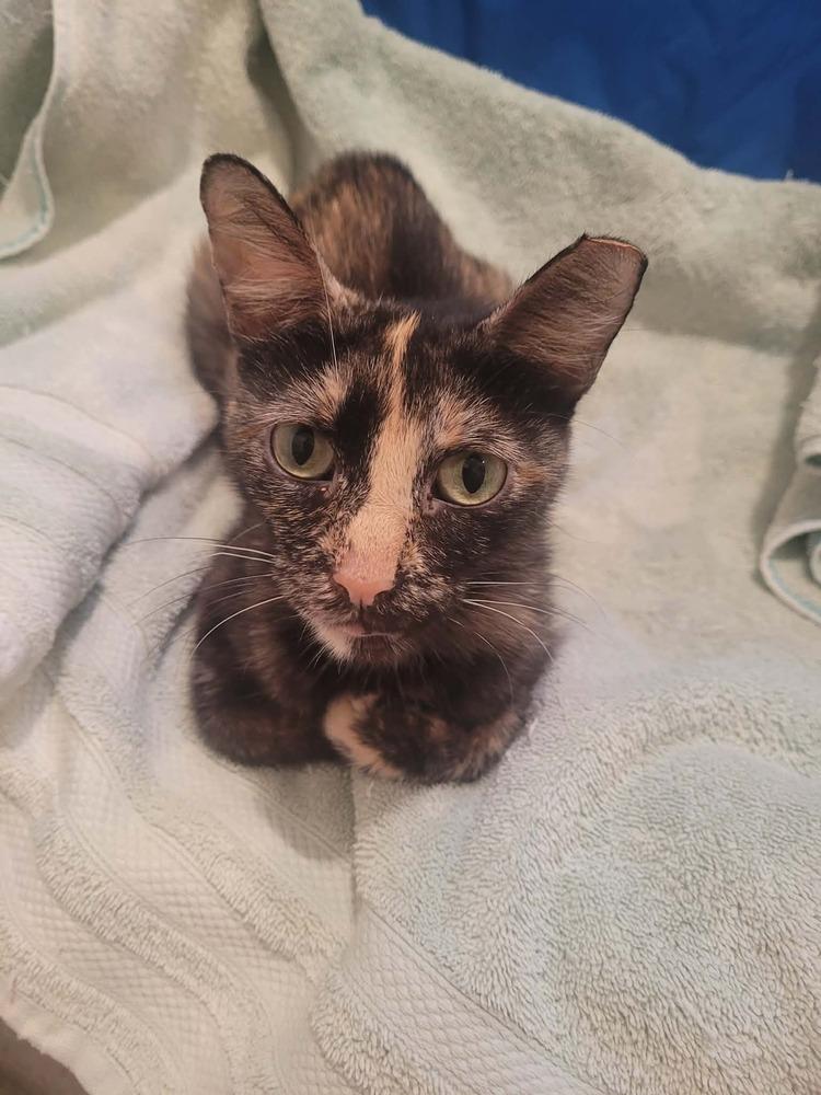 Enlarge Raelynn, a Adoptable Domestic Short Hair in Chicago, IL image 4/6