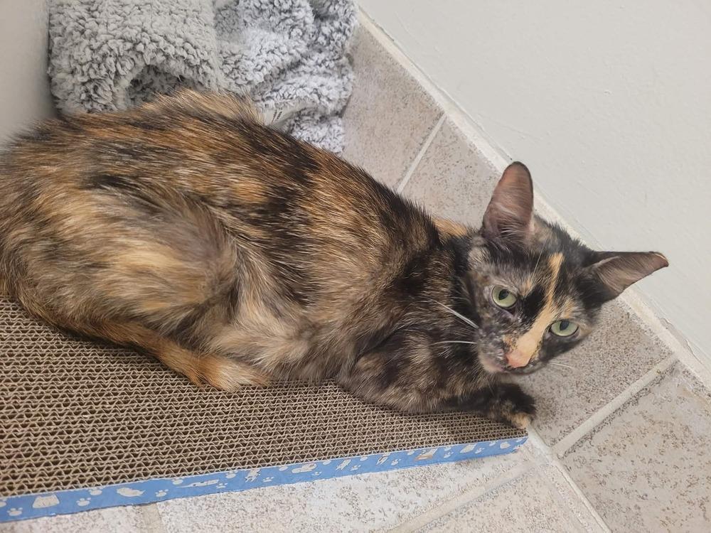 Enlarge Raelynn, a Adoptable Domestic Short Hair in Chicago, IL image 5/6