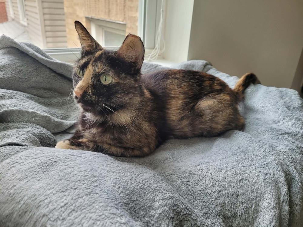 Enlarge Raelynn, a Adoptable Domestic Short Hair in Chicago, IL image 6/6