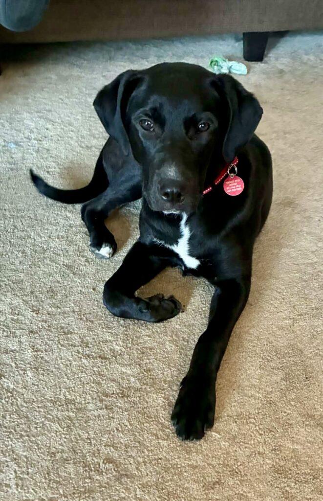 Enlarge Griffin, a ADOPTABLE mixed breed in Red Hook, NY image 3/5