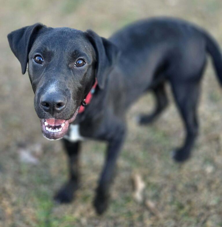 Enlarge Griffin, a ADOPTABLE mixed breed in Red Hook, NY image 3/5