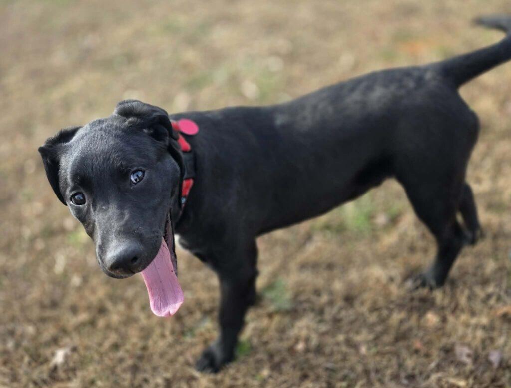 Enlarge Griffin, a ADOPTABLE mixed breed in Red Hook, NY image 5/5