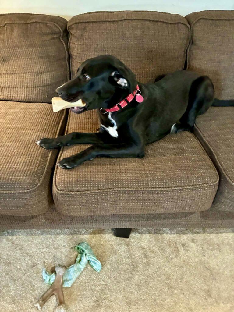 Enlarge Griffin, a ADOPTABLE mixed breed in Red Hook, NY image 5/5