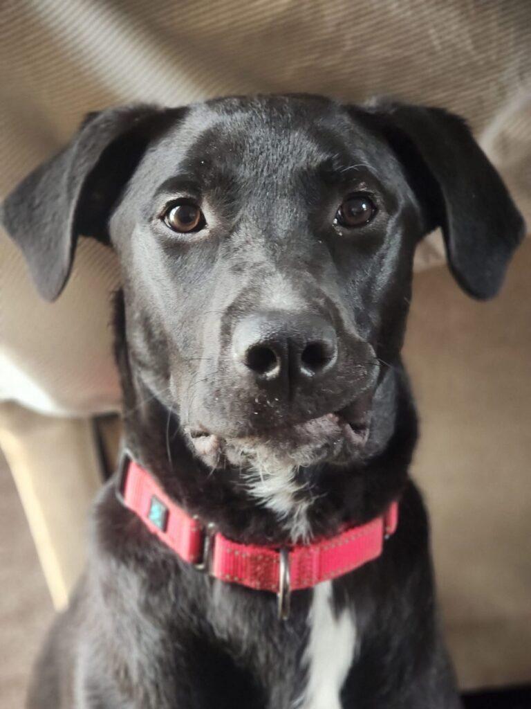 Griffin, ADOPTABLE, Young Male Black Labrador Retriever.