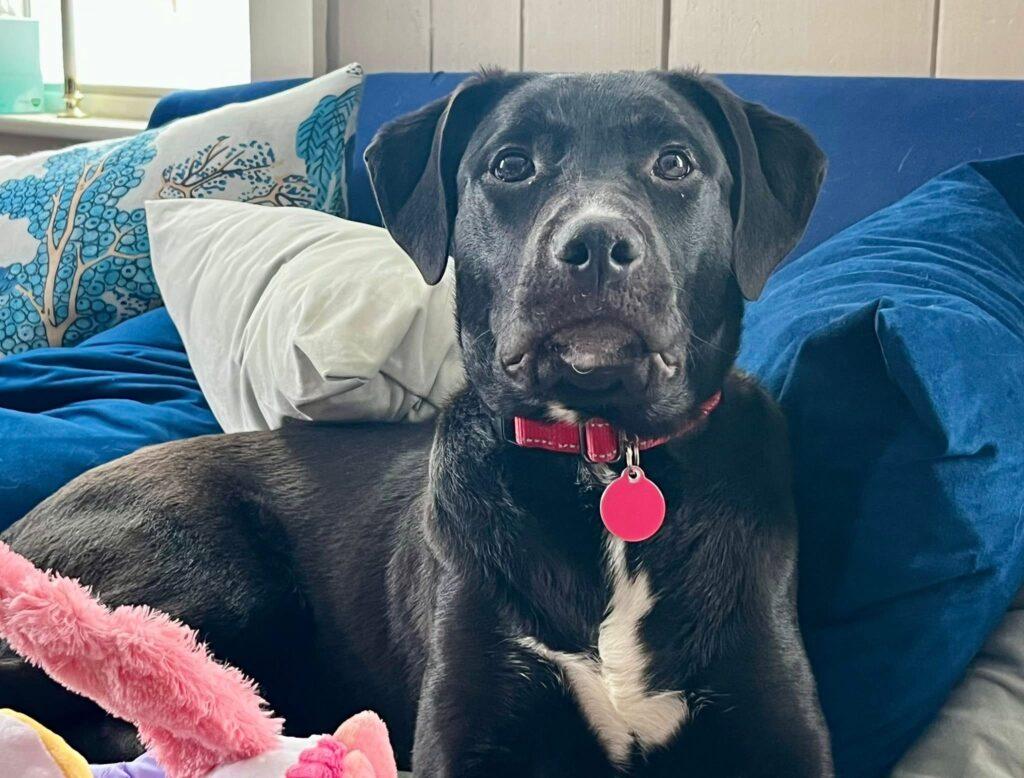 Enlarge Griffin, a ADOPTABLE mixed breed in Red Hook, NY image 4/5