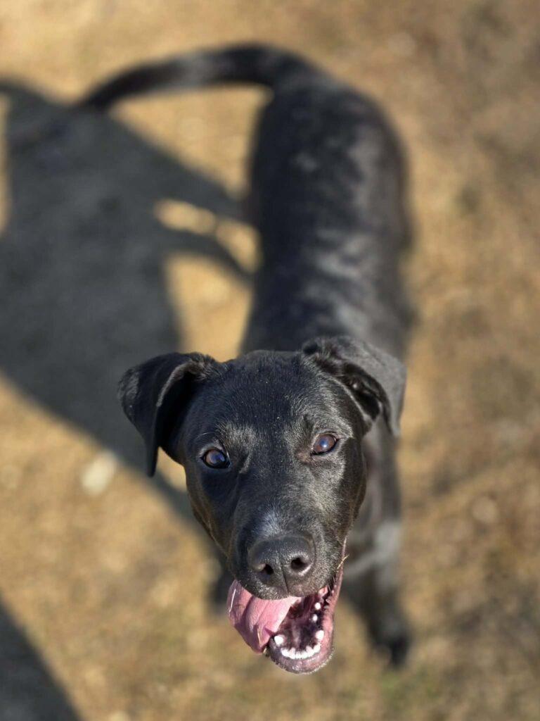 Enlarge Griffin, a ADOPTABLE mixed breed in Red Hook, NY image 4/5