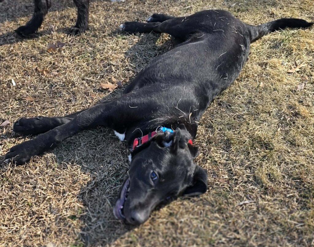 Enlarge Griffin, a ADOPTABLE mixed breed in Red Hook, NY image 1/5