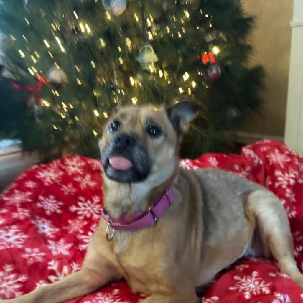 Gingerbread, Adoptable, Adult Female Mixed Breed.