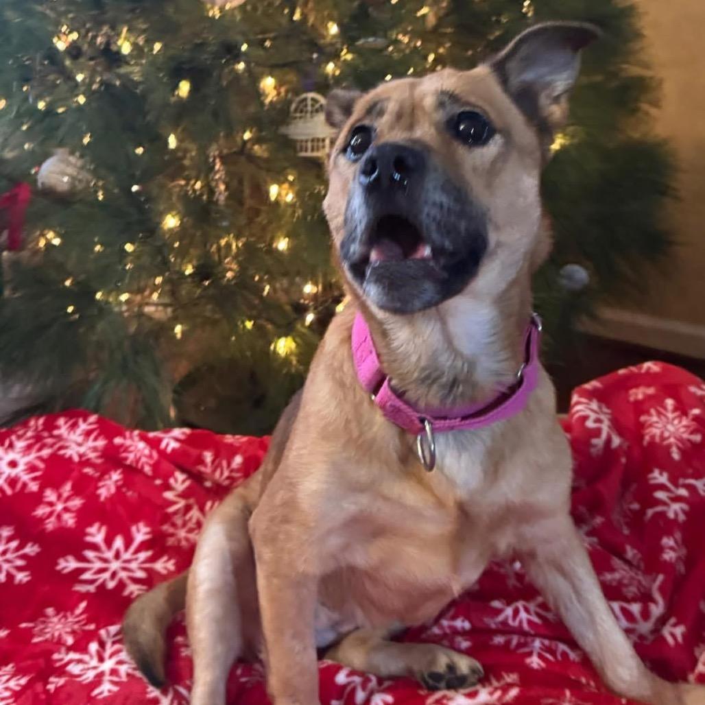 Enlarge Gingerbread, a Adoptable Mixed Breed in Fredericksburg, VA image 2/6