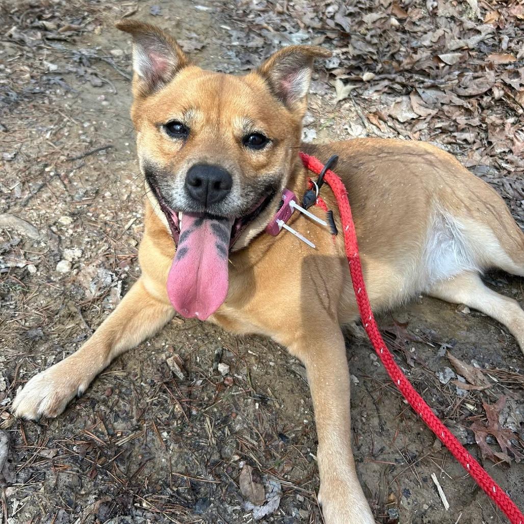 Gingerbread, Adoptable, Adult Female Mixed Breed.