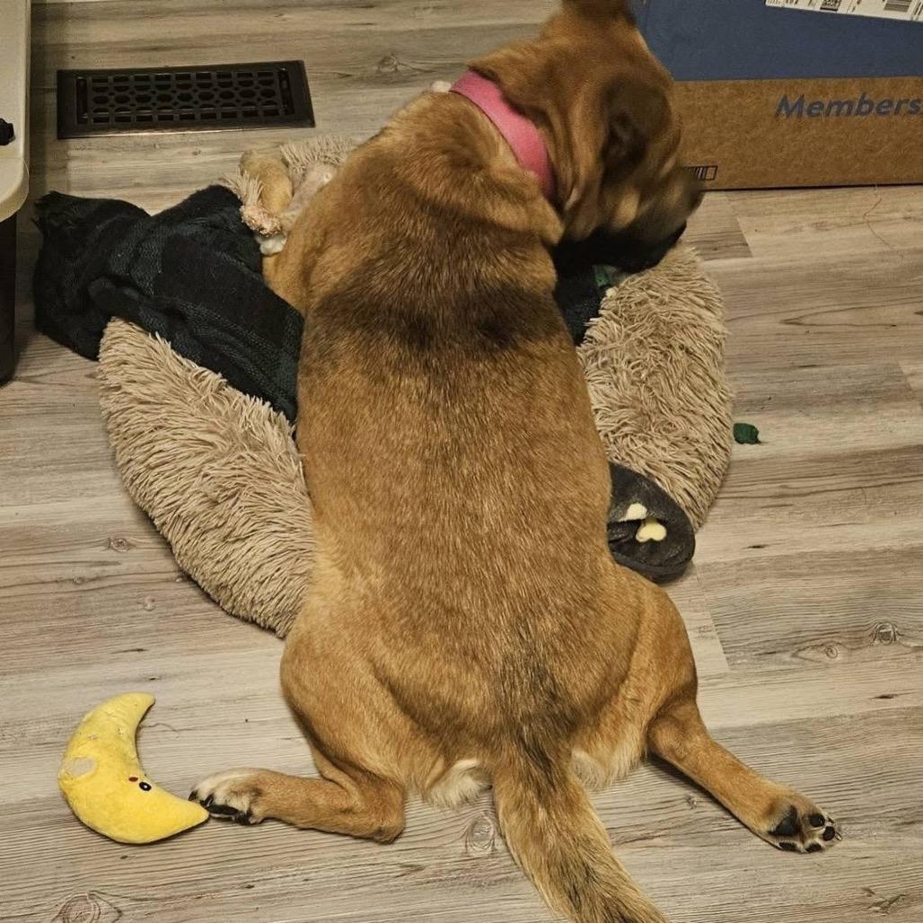 Gingerbread, Adoptable, Adult Female Mixed Breed.