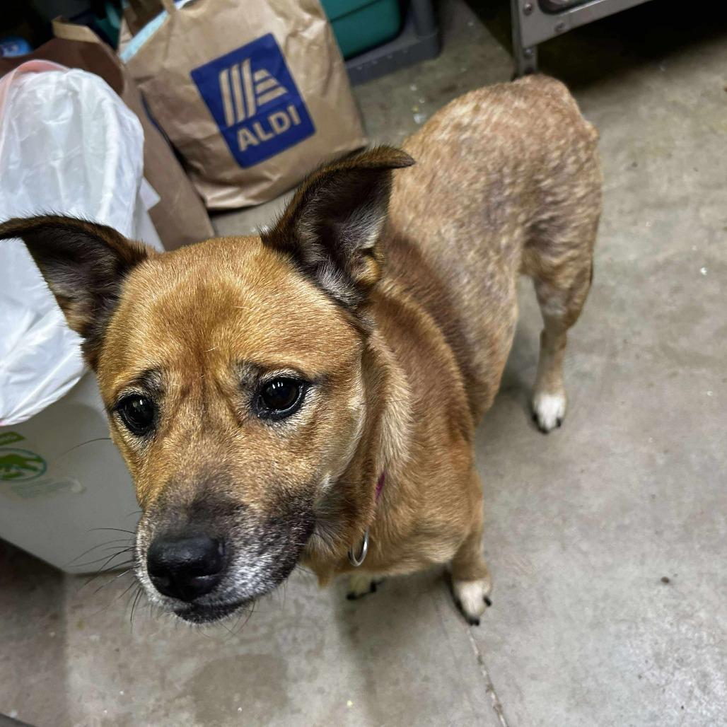 Enlarge Gingerbread, a Adoptable Mixed Breed in Fredericksburg, VA image 3/6