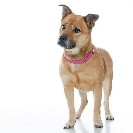 Gingerbread, a Adoptable Mixed Breed in Fredericksburg, VA image 1/6