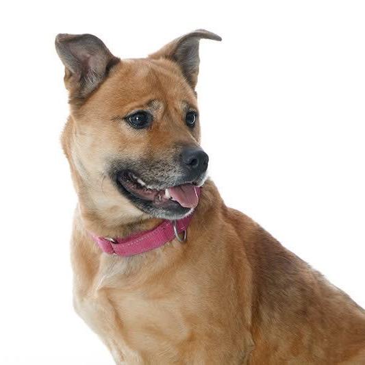 Gingerbread, a Adoptable Mixed Breed in Fredericksburg, VA image 2/6