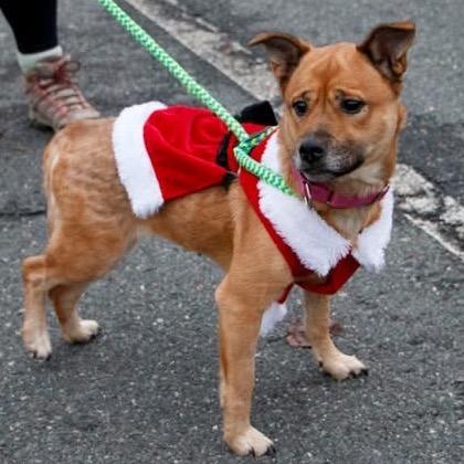Enlarge Gingerbread, a Adoptable Mixed Breed in Fredericksburg, VA image 4/6