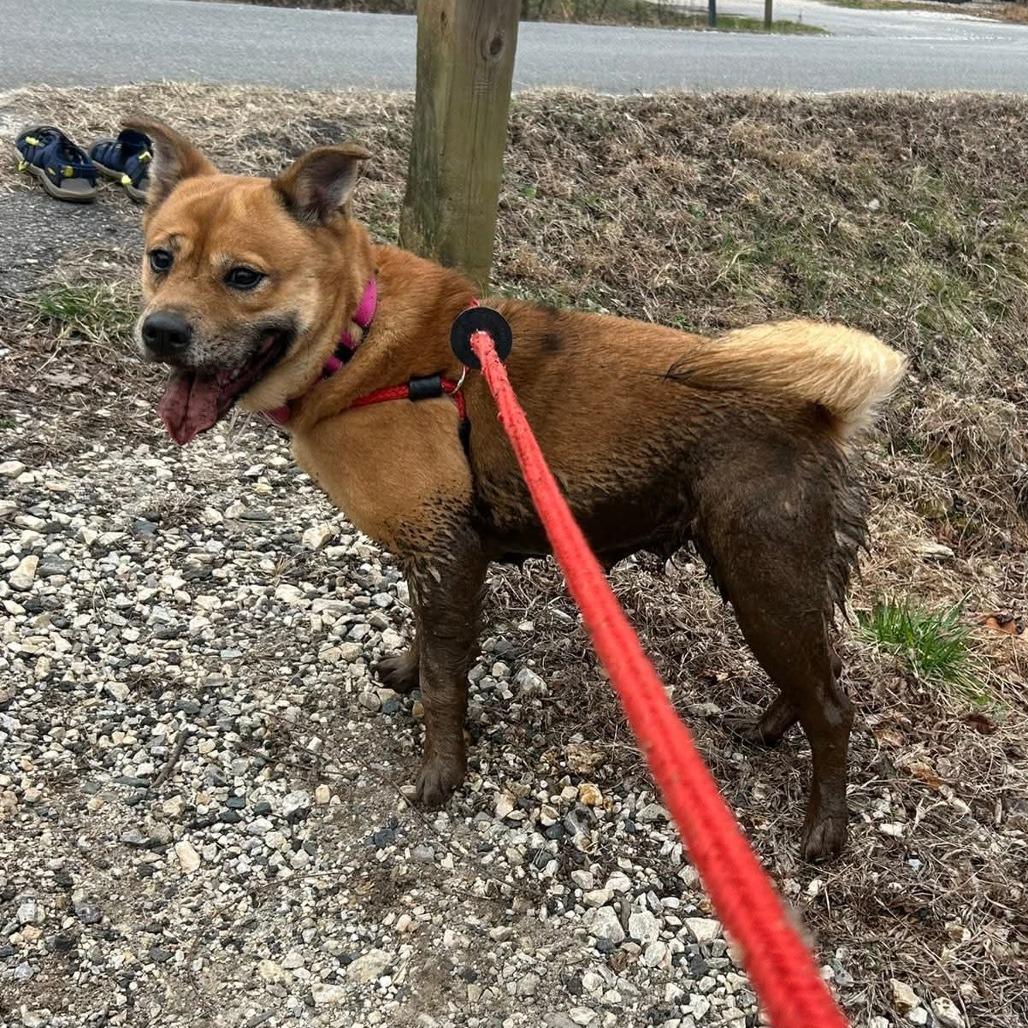 Enlarge Gingerbread, a Adoptable Mixed Breed in Fredericksburg, VA image 3/5